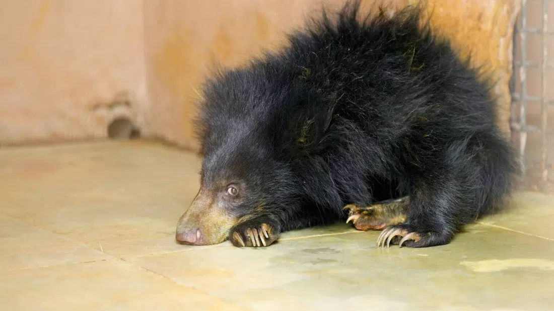 Wildlife SOS Elephant & Bear Rescue Centre, Agra