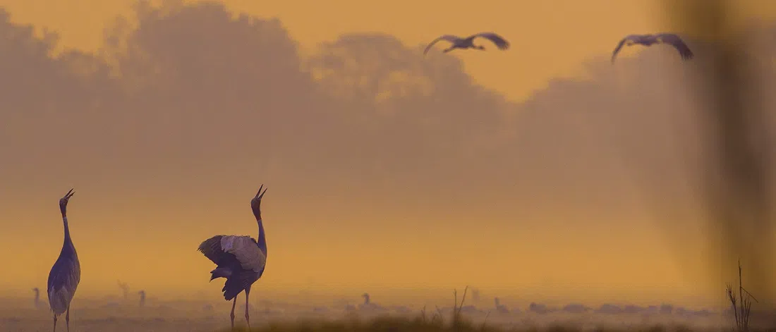 Keoladeo National Park, Agra