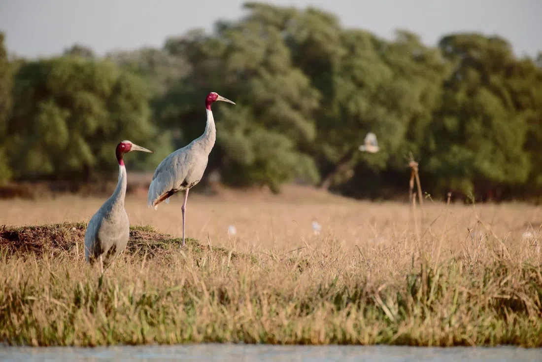 Keoladeo National Park, Agra
