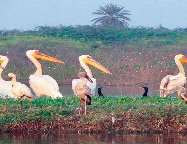 Santuario de Aves de Sur Sarovar (Lago Keetham), Agra
