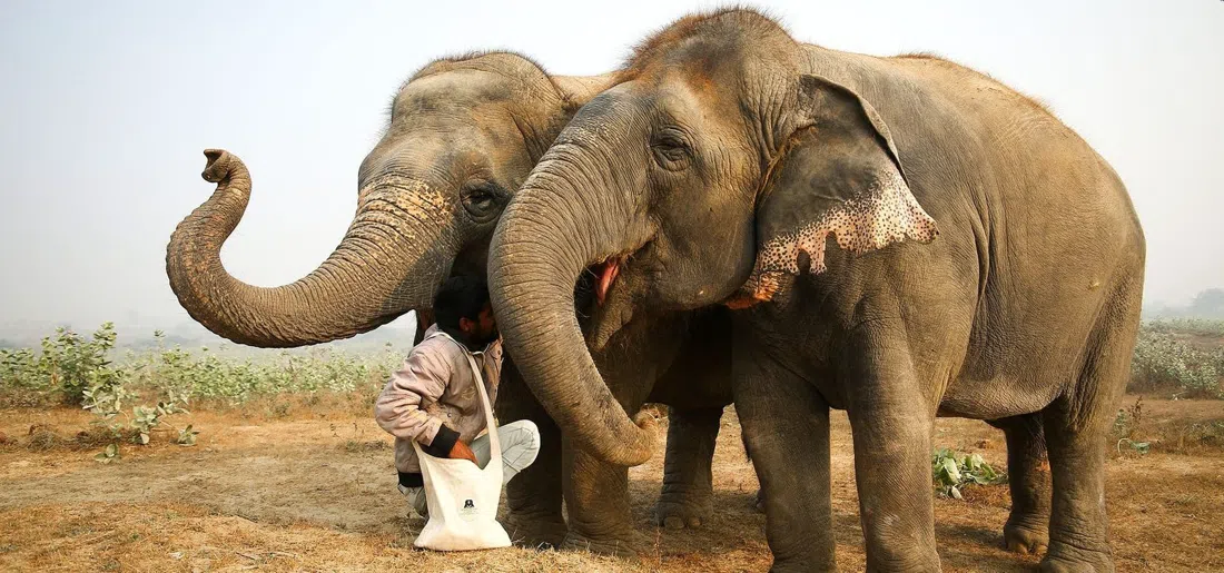 Wildlife SOS Elephant Conservation and Care Centre, Agra