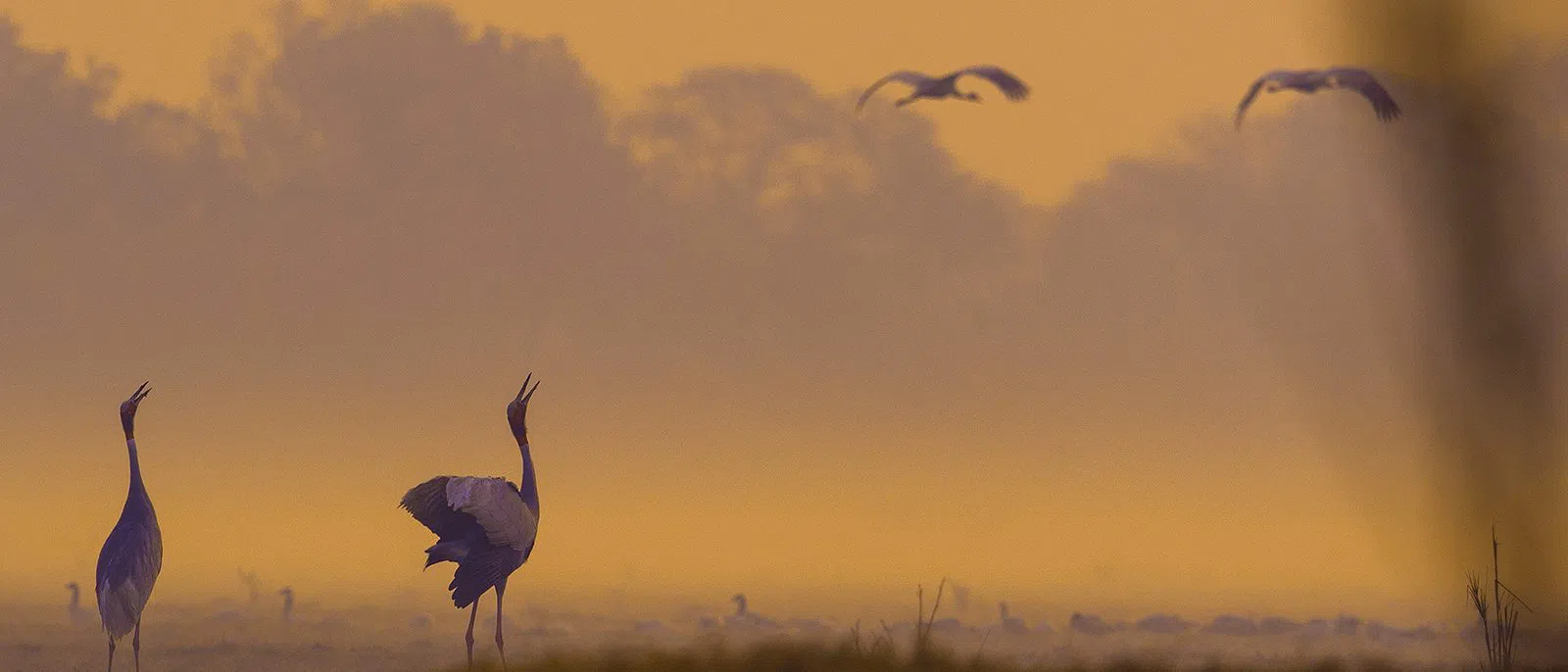 Parque Nacional de Keoladeo, Agra